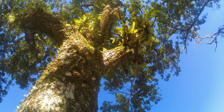 Parceria internacional do IAT viabiliza pesquisa de campo com árvores nativas da Ilha do Mel