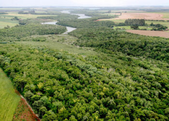 Com plantio de 8,5 milhões de mudas desde 2019, governo reforça áreas verdes do Paraná