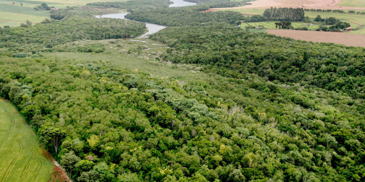 Com plantio de 8,5 milhões de mudas desde 2019, governo reforça áreas verdes do Paraná