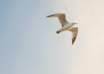 Governo Federal atualiza medidas para enfrentamento da Influenza Aviária