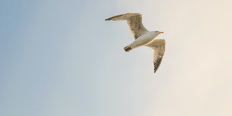 Governo Federal atualiza medidas para enfrentamento da Influenza Aviária