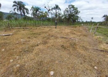 Foto: Divulgação/ Polícia Ambiental