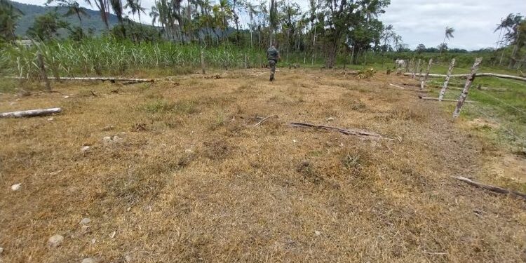 Foto: Divulgação/ Polícia Ambiental
