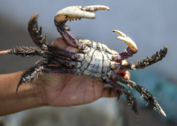 Foto: Reprodução/IAT-PR