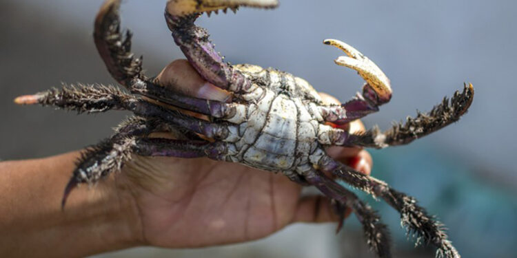 Foto: Reprodução/IAT-PR