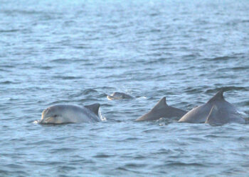 Programa ambiental desenvolvido pelo IAT busca preservar a fauna marinha paranaense Foto: IAT