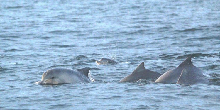 Programa ambiental desenvolvido pelo IAT busca preservar a fauna marinha paranaense Foto: IAT