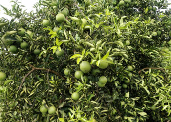 Foto: Gilson Abreu/AEN