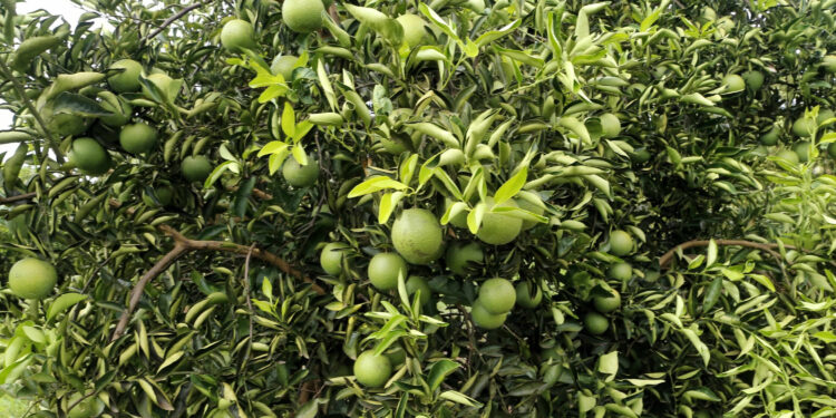 Foto: Gilson Abreu/AEN