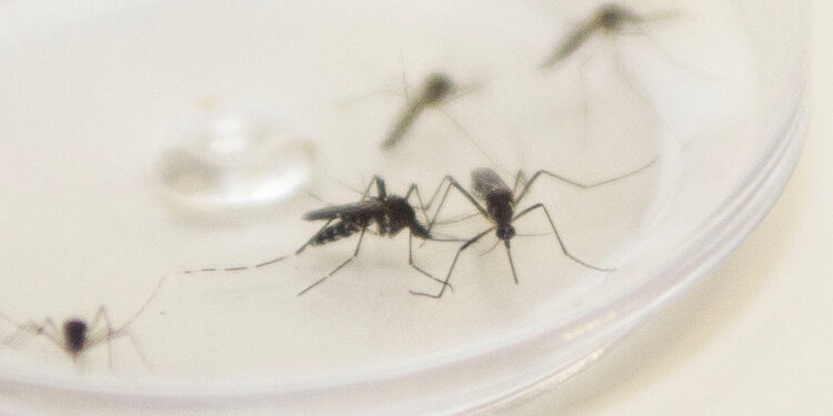 Foto: Pedro Ribas/Arquivo AEN