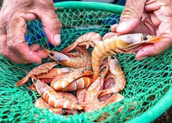 Imagem: MPA/ Divulgação