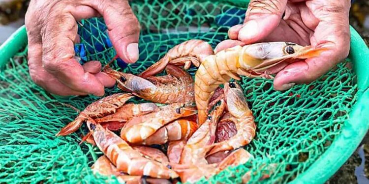 Imagem: MPA/ Divulgação