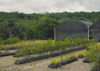 Foto: Yuri A. F. Marciniki/IAT