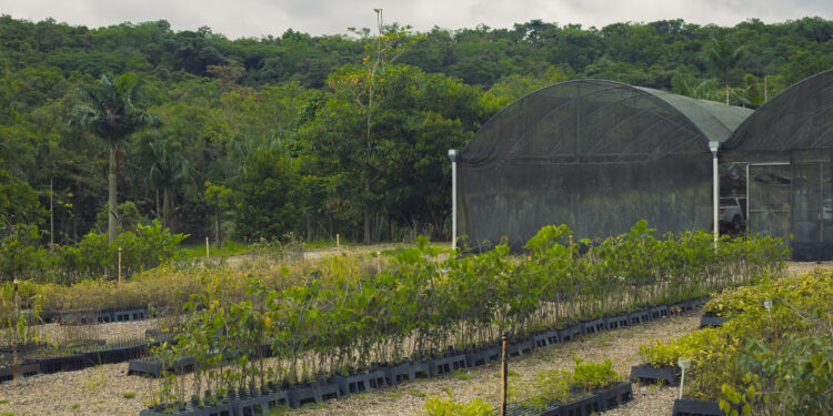 Foto: Yuri A. F. Marciniki/IAT