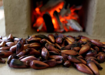 Fim da contagem regressiva: temporada do pinhão começa dia 1º de abril no Paraná