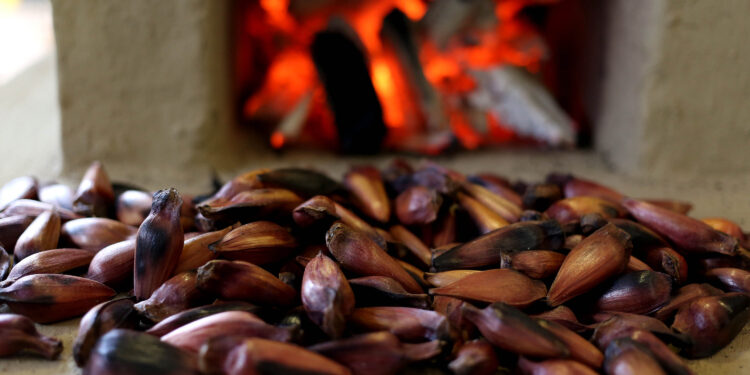 Fim da contagem regressiva: temporada do pinhão começa dia 1º de abril no Paraná