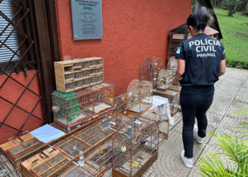 Polícia Civil do Paraná orienta sobre como denunciar maus-tratos a animais