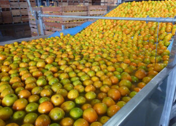 Limões, laranjas e tangerinas: citricultura ocupa 54% da área da fruticultura no Paraná