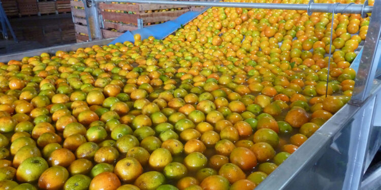 Limões, laranjas e tangerinas: citricultura ocupa 54% da área da fruticultura no Paraná