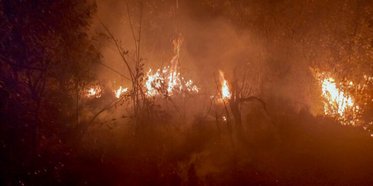 Período mais seco: IAT faz alerta sobre incêndios nas Unidades de Conservação do Paraná