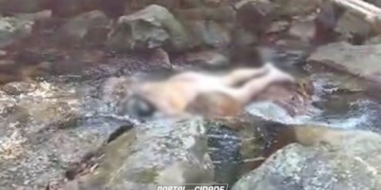 foto: Portal da Cidade Guaratuba