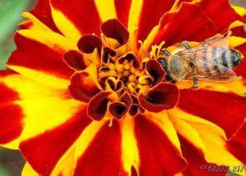 Foto: Claudio Neves/Portos do Paraná