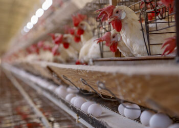 Foto: Gilson Abreu/AEN