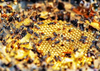 Foto: Denis Ferreira Netto/SEDEST