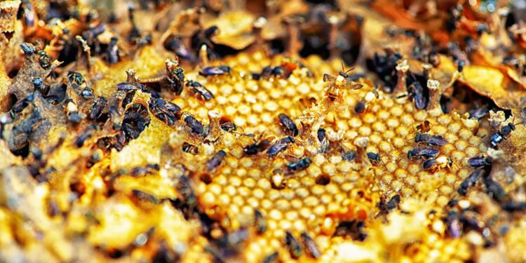 Foto: Denis Ferreira Netto/SEDEST