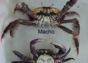 Foto: Reprodução/ Apenas o macho pode ser capturado