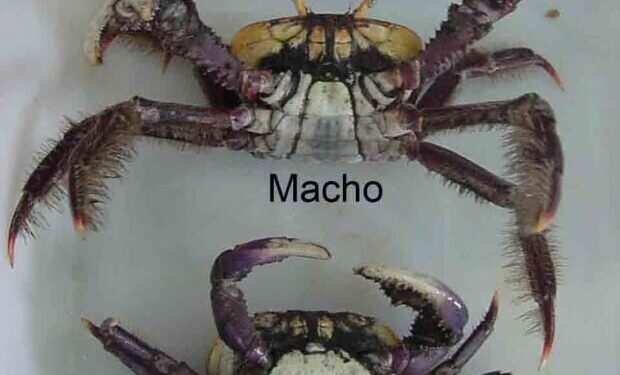 Foto: Reprodução/ Apenas o macho pode ser capturado