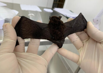 Foto: Tatiane Dombroski/ Sesa