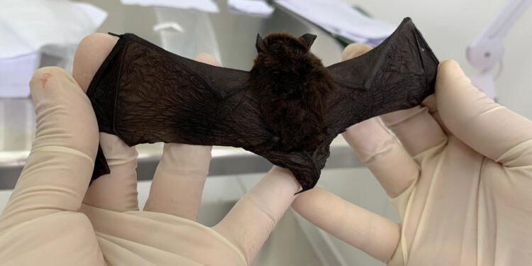 Foto: Tatiane Dombroski/ Sesa