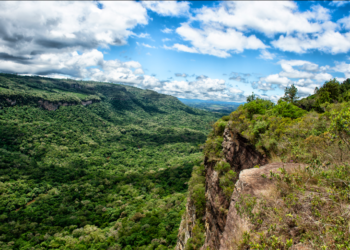 Paraná registra queda de 73% no desmatamento da Mata Atlântica em 2024
