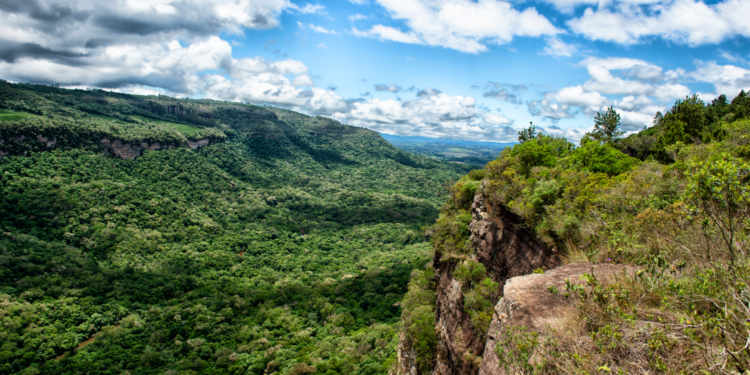 Paraná registra queda de 73% no desmatamento da Mata Atlântica em 2024
