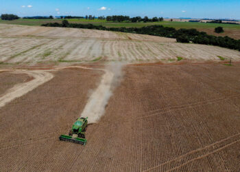Paraná lidera produção e importação de feijão, e começa a expandir exportação do produto