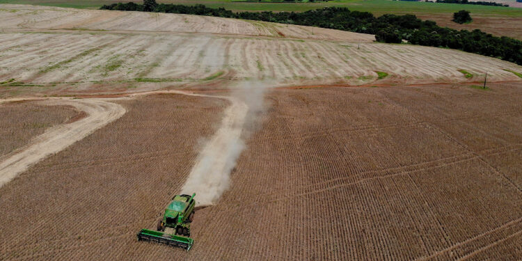 Paraná lidera produção e importação de feijão, e começa a expandir exportação do produto