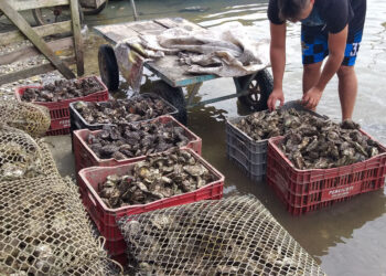 Comercialização de ostras e mexilhões está liberada na área de Cabaraquara, em Guaratuba