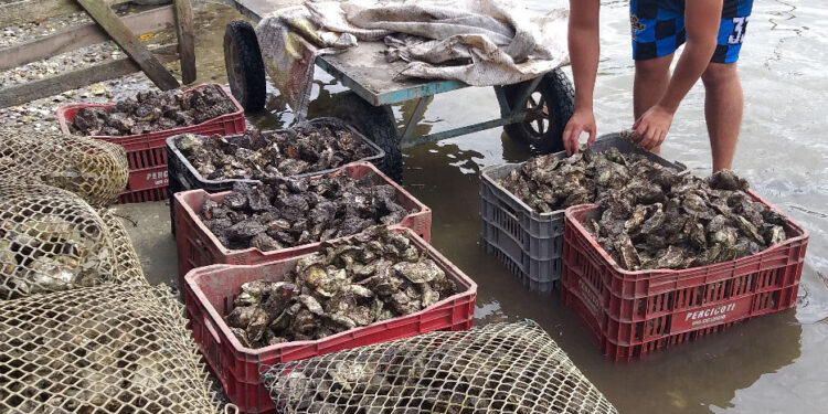 Comercialização de ostras e mexilhões está liberada na área de Cabaraquara, em Guaratuba