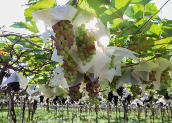 Paraná vai mapear pomares de uva para reforçar prevenção contra deriva de agrotóxicos