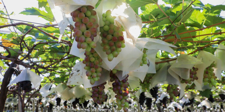Paraná vai mapear pomares de uva para reforçar prevenção contra deriva de agrotóxicos