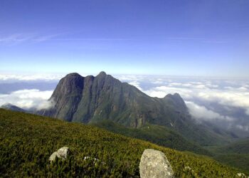 Com queda de 64,9%, Paraná teve a 3ª maior redução de desmatamento do Brasil em 2024
