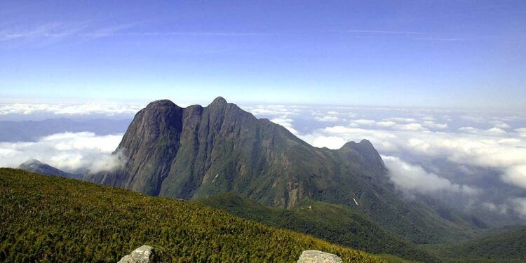 Com queda de 64,9%, Paraná teve a 3ª maior redução de desmatamento do Brasil em 2024