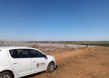 Agricultores paranaenses retomam produção de algodão, cultura com alta rentabilidade