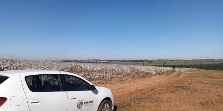 Agricultores paranaenses retomam produção de algodão, cultura com alta rentabilidade