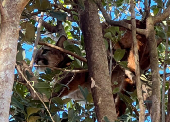 Onça-parda fêmea é resgatada em árvore e devolvida à natureza no Oeste do Paraná
