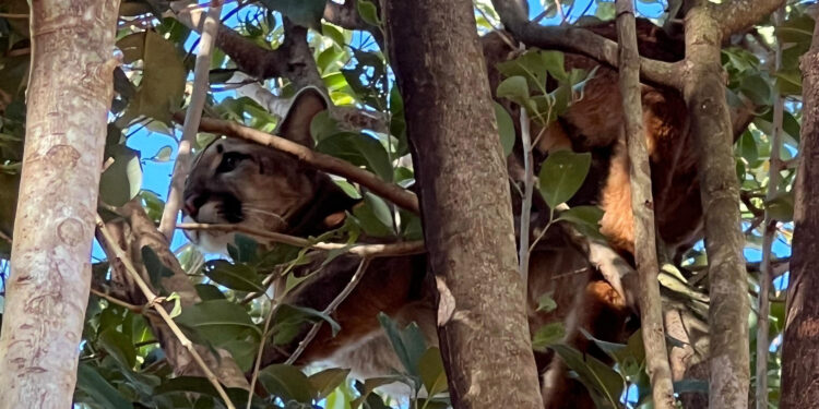 Onça-parda fêmea é resgatada em árvore e devolvida à natureza no Oeste do Paraná