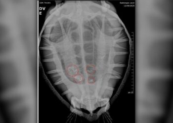 Encalhes de animais no litoral do Paraná expõem impacto do plástico na fauna marinha