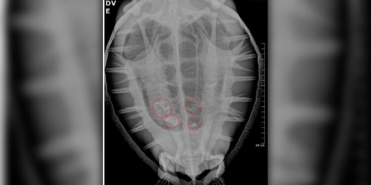 Encalhes de animais no litoral do Paraná expõem impacto do plástico na fauna marinha