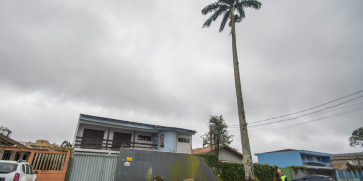 Prefeitura de Paranaguá realiza corte emergencial de palmeira imperial na Rua Alípio dos Santos